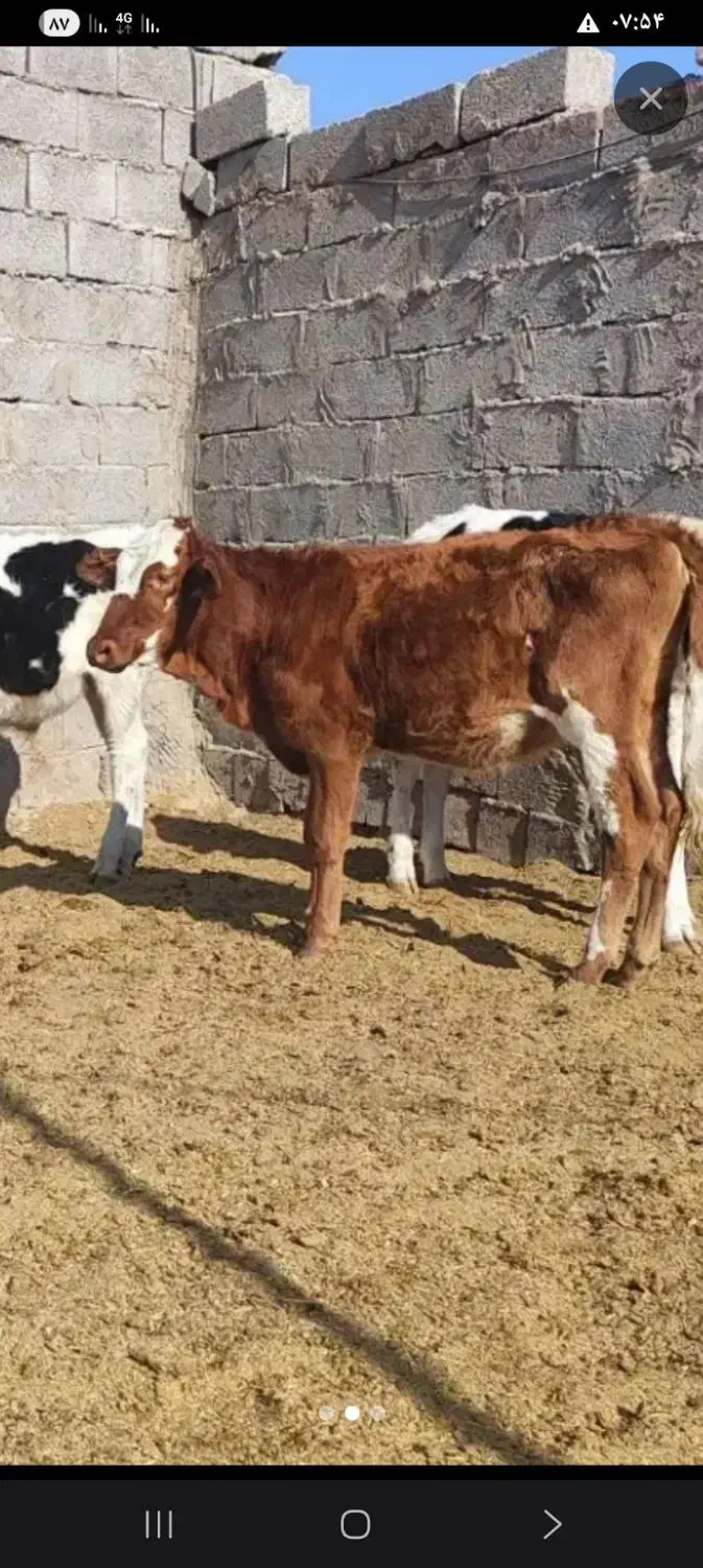 استخدام کارگر دامداری|استخدام صنعتی، فنی، مهندسی|کرمان, |دیوار