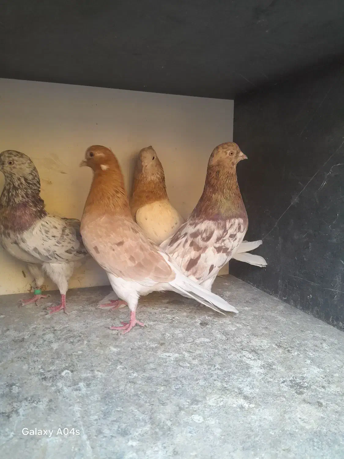 کفتر ساعت سنگین (بشرط) بصورت فروش یکجایی درخدمتم|پرنده|فردیس, سپید دشت|دیوار