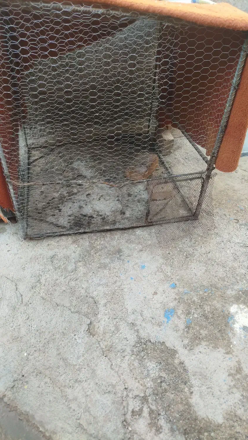 قفس بزرگ1/10در1مناسب مرغ خروس کبوترمرغ عشق|لوازم جانبی حیوانات|ایرانشهر, |دیوار