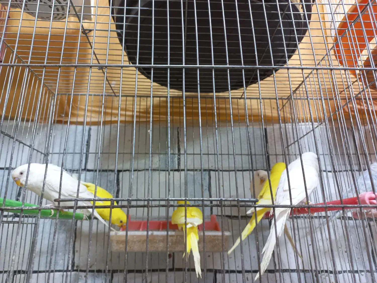 همه نوع مرغ عشق|پرنده|مشگین شهر, |دیوار