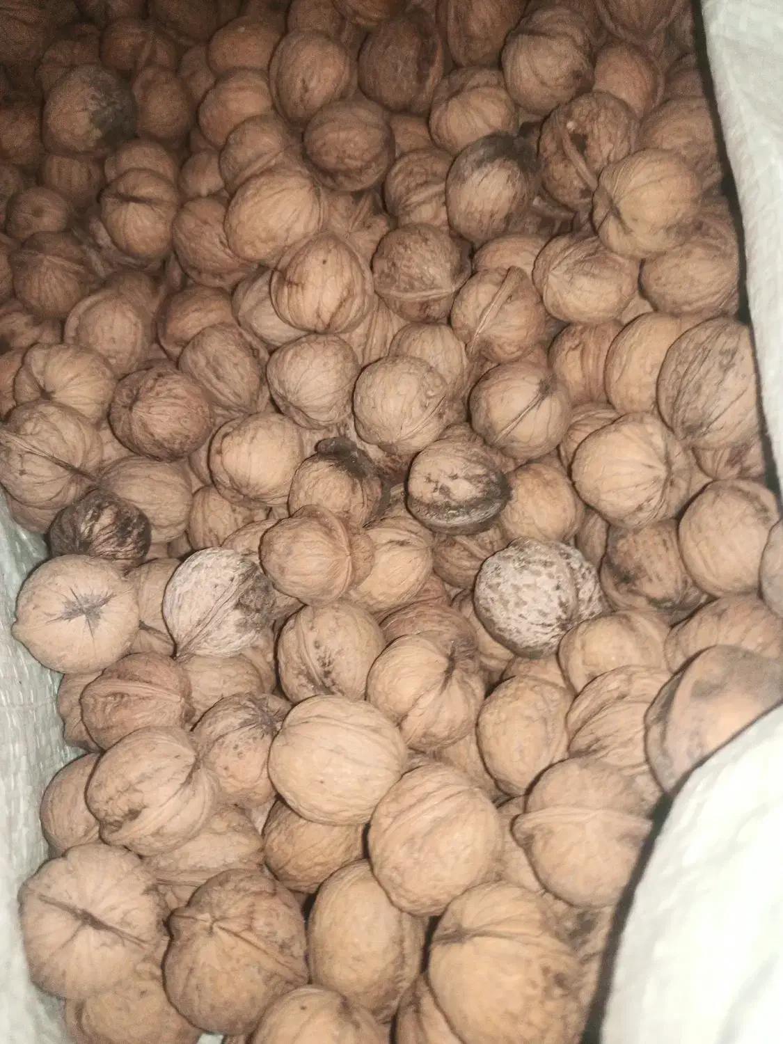 گردو|خوردنی و آشامیدنی|جوانرود, |دیوار