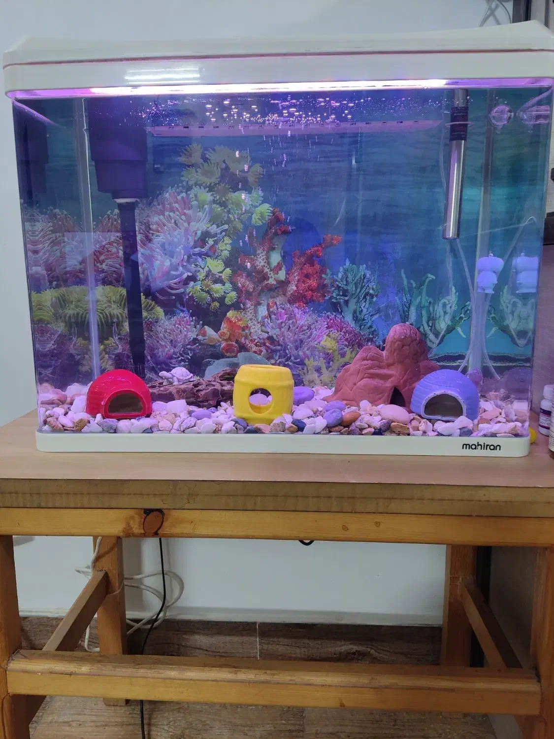 آکواریوم ماهیران|ماهی|اراک, |دیوار