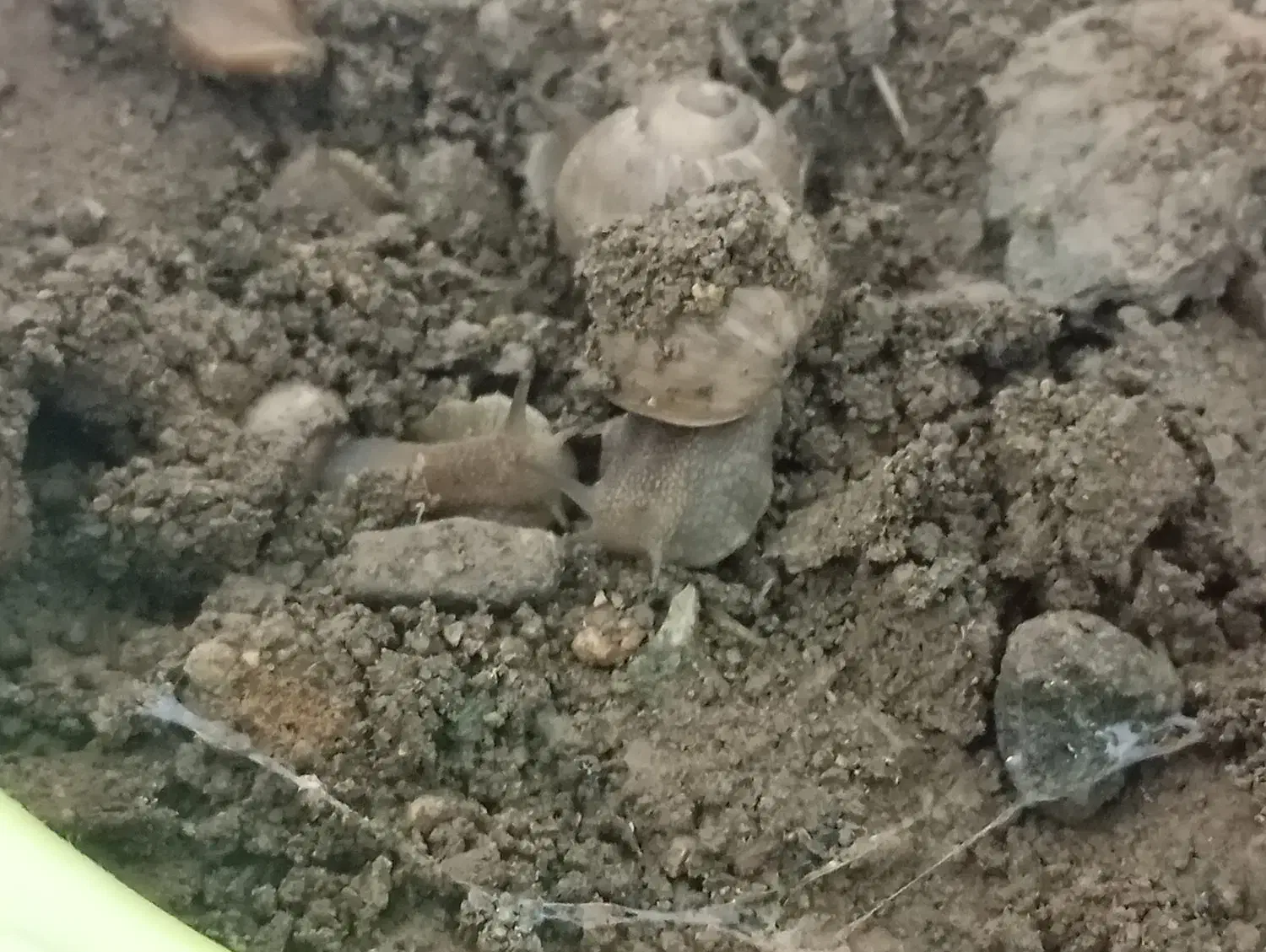 حلزون|خزنده|سنندج, |دیوار