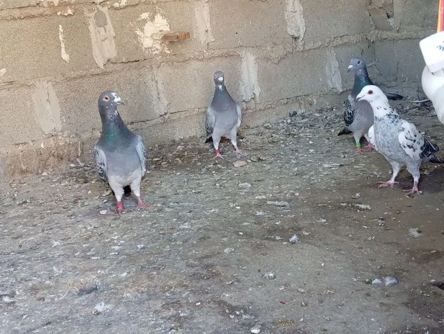 کبوتر|پرنده|دلند, |دیوار