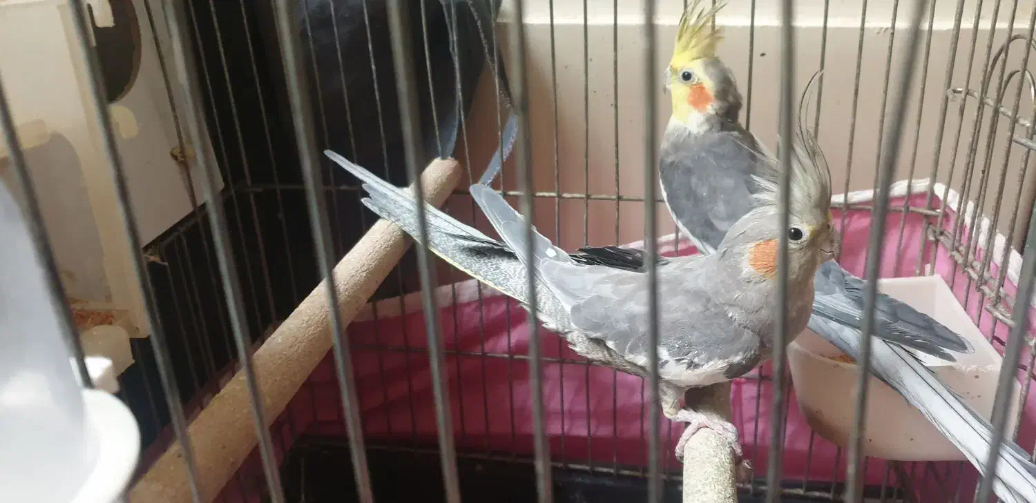 عروس هلندی جفت مولد|پرنده|اصفهان, شیخ اشراق|دیوار