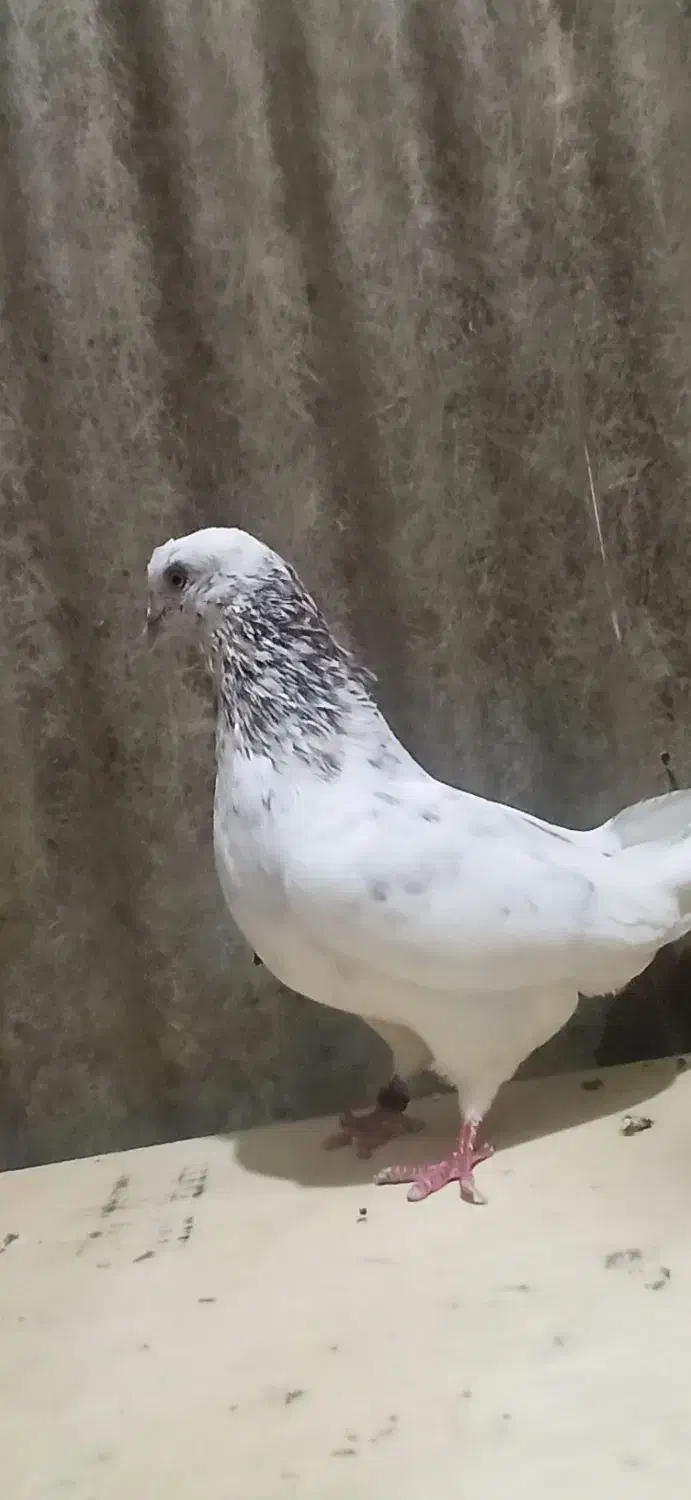 کبوتر گم شده|حیوانات|ری, تقی آباد|دیوار