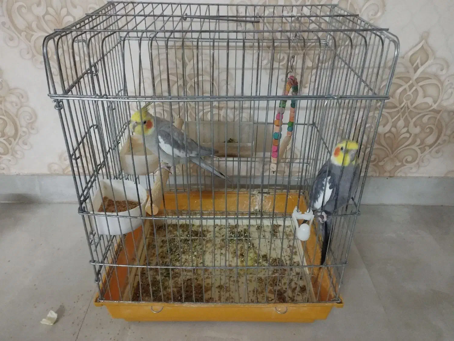 دو عدد عروس هلندی نر|پرنده|مشهد, الهیه|دیوار