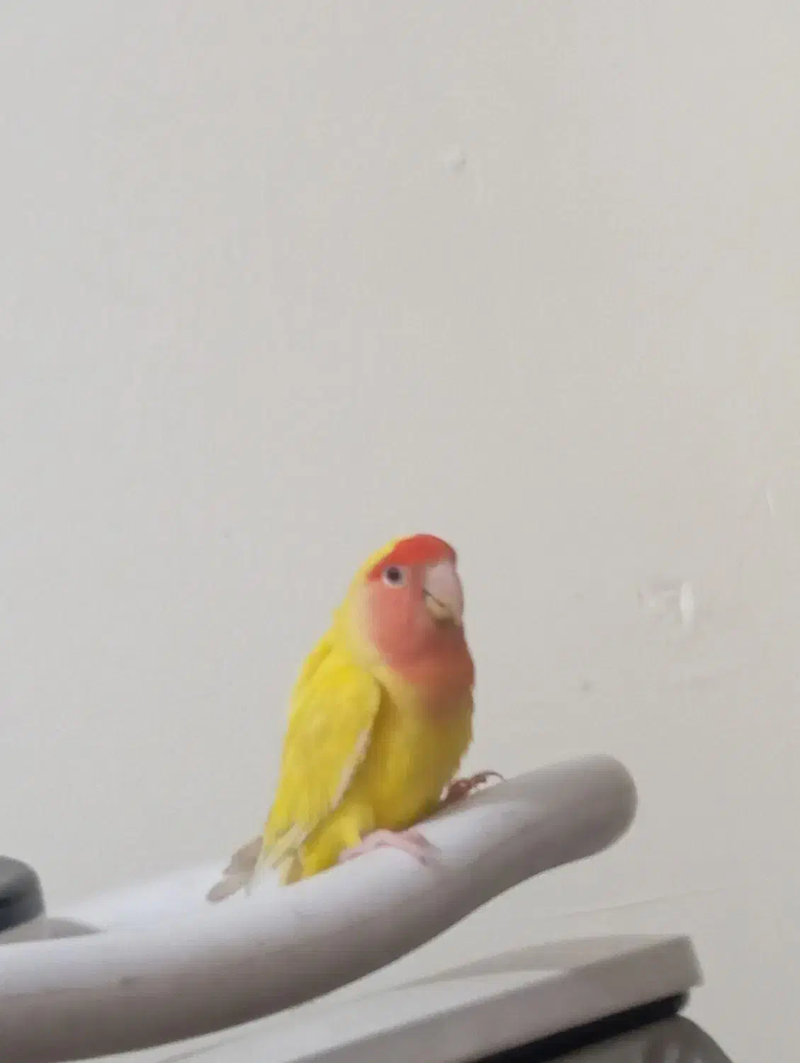 فیشر طلایی|پرنده|فولادشهر, سایت صنعتی کاوه|دیوار