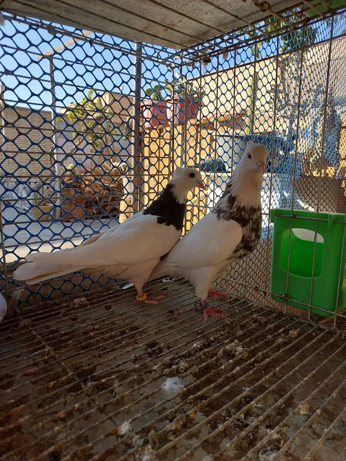 کفتر طوقی|پرنده|بافق, |دیوار