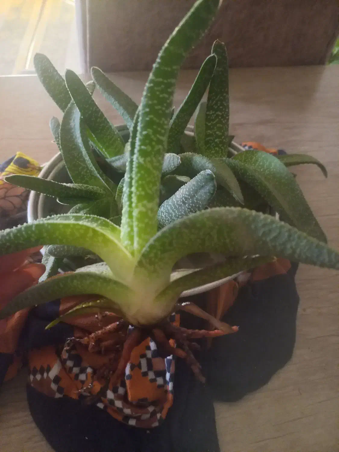 گل کاکتوس|گل و گیاه طبیعی|رودسر, |دیوار