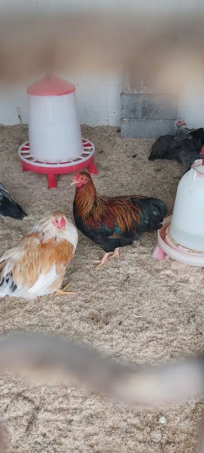 مرغ و خروس نژاد ویاندوت|حیوانات مزرعه|تهران, جوادیه تهرانپارس|دیوار