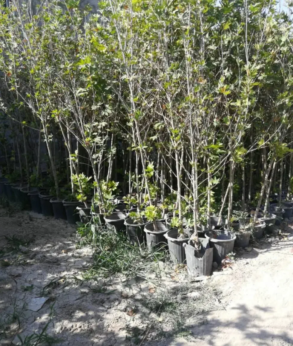 نهال برای پایان کار مجوزنهال بن بالا چنار طبق فیلم|خدمات باغبانی و درختکاری|سنندج, |دیوار