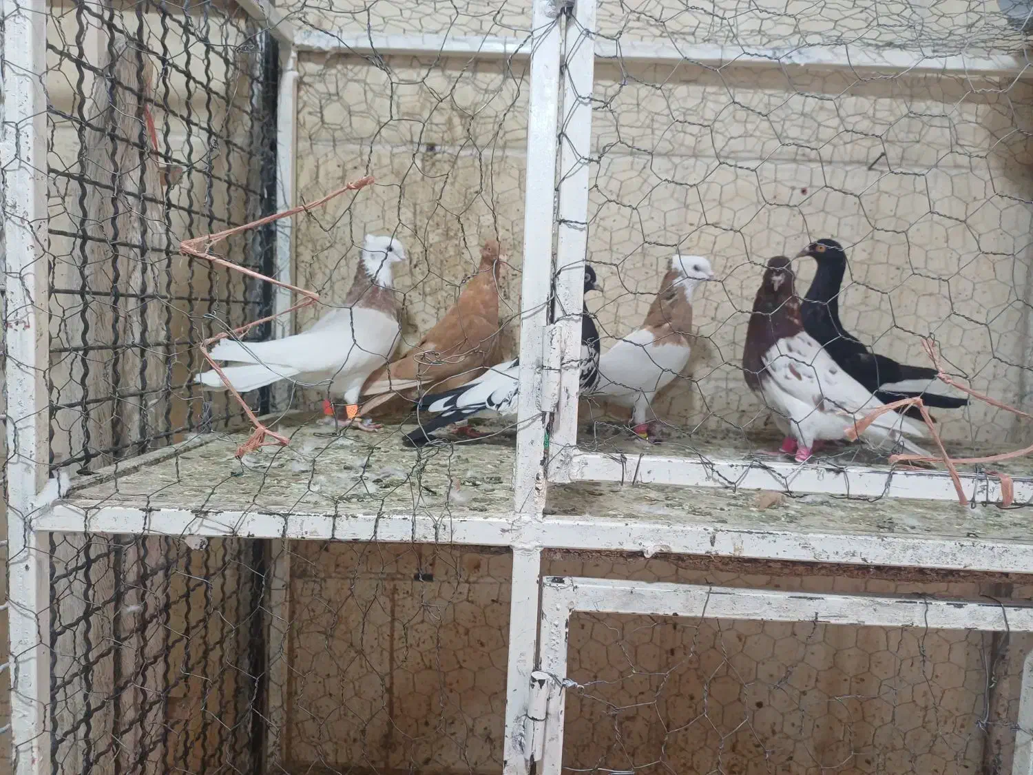 کفتر پرنده کبوتر|پرنده|اقبالیه, |دیوار