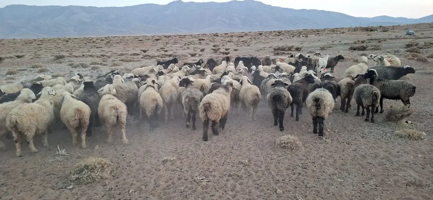 ۱۰۰راس میش|حیوانات مزرعه|فراشبند, |دیوار