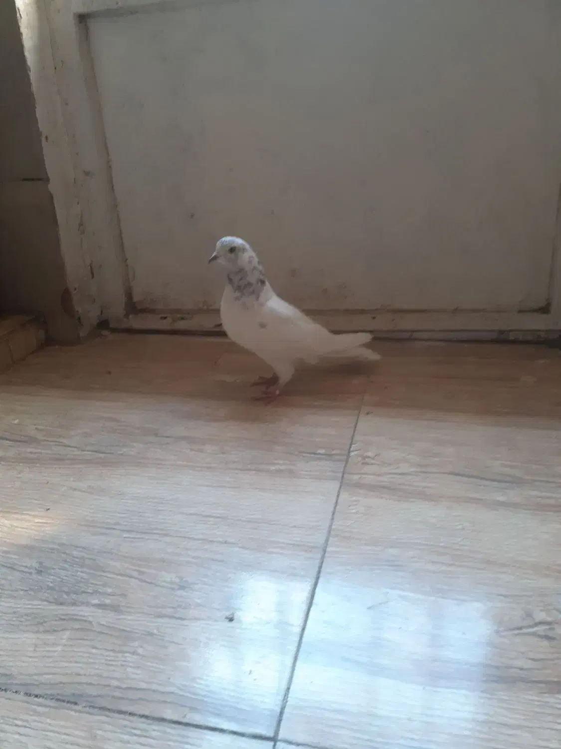 شاه کفتر غریب گیر|پرنده|ملایر, |دیوار