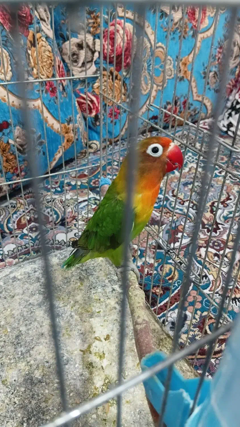 کوتوله ماده|پرنده|مهرستان, |دیوار