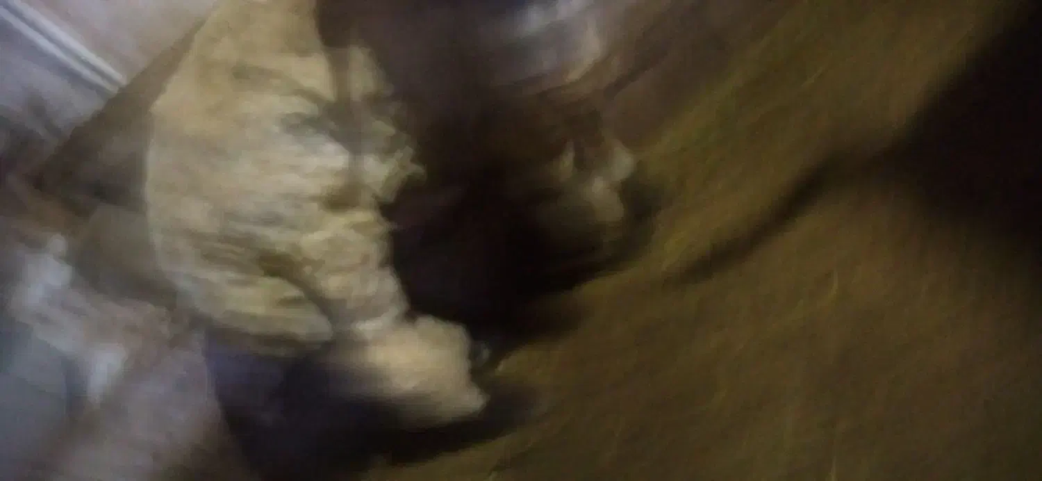 بره نر گیج واسه قربانی|حیوانات مزرعه|چالدران, |دیوار