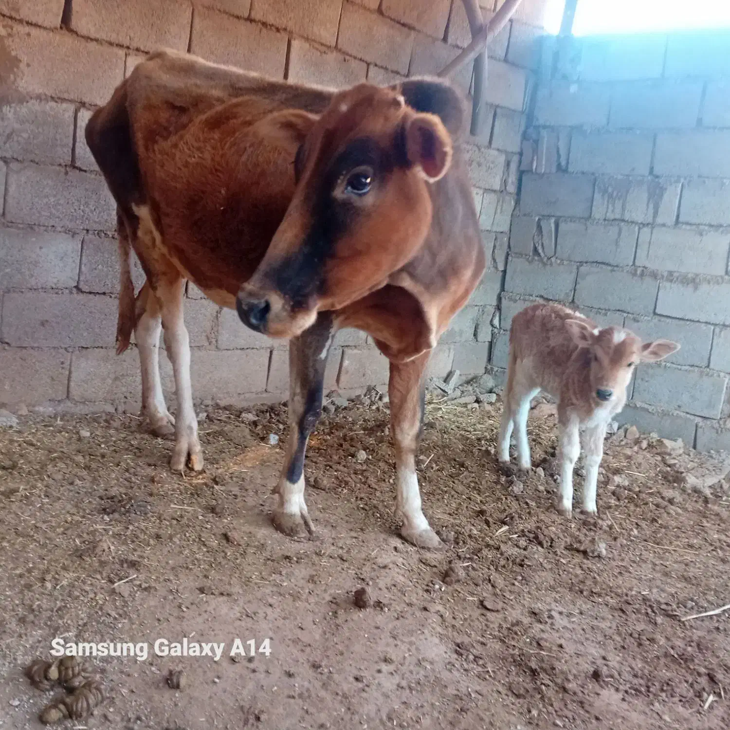 گاو|حیوانات مزرعه|پلدختر, |دیوار