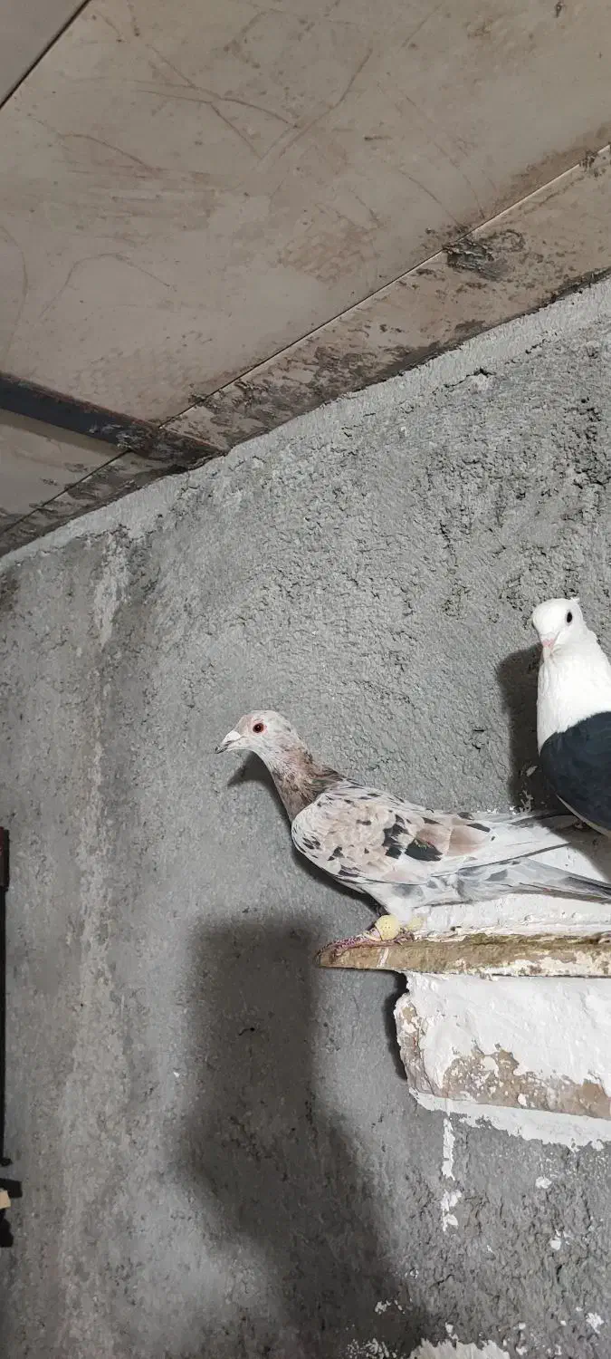 هفت رنگ ماده|پرنده|تاکستان, |دیوار