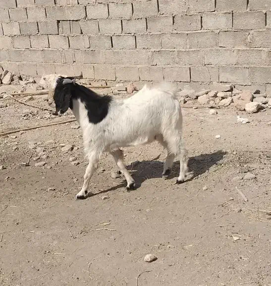 کهره نرچاق|حیوانات مزرعه|جهرم, |دیوار