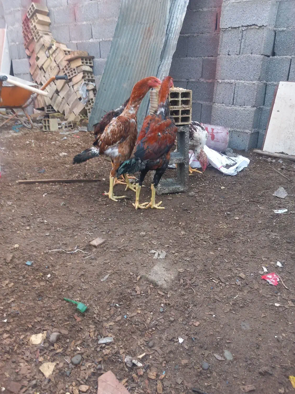 خروس لاری|حیوانات مزرعه|رشت, پیرکلاچای|دیوار