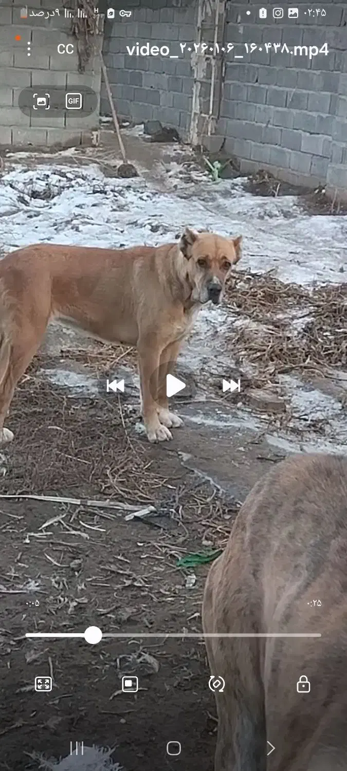 سگ خراسانی|سگ|جغتای, |دیوار