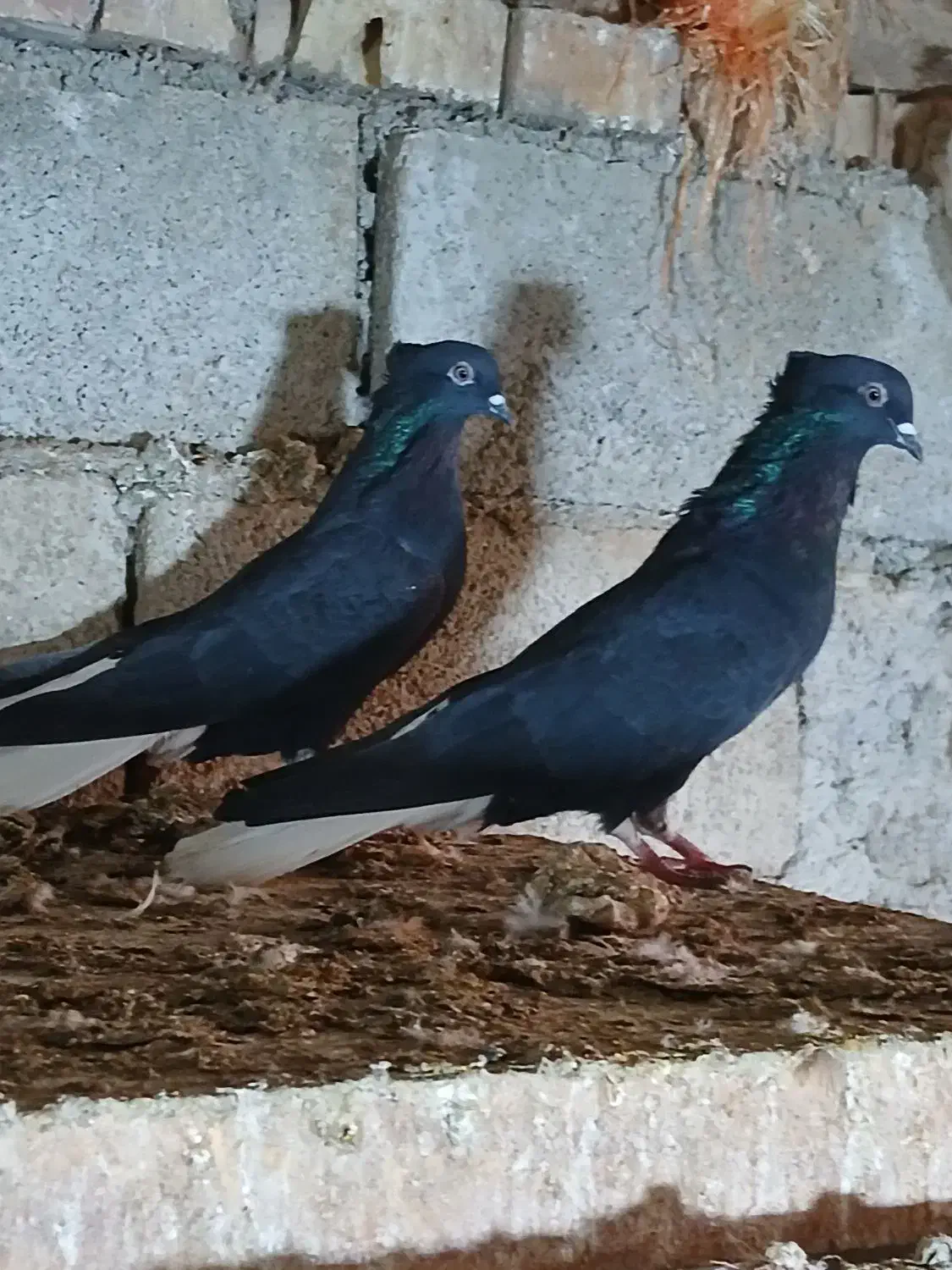 کبوتراس|پرنده|نگین شهر, |دیوار