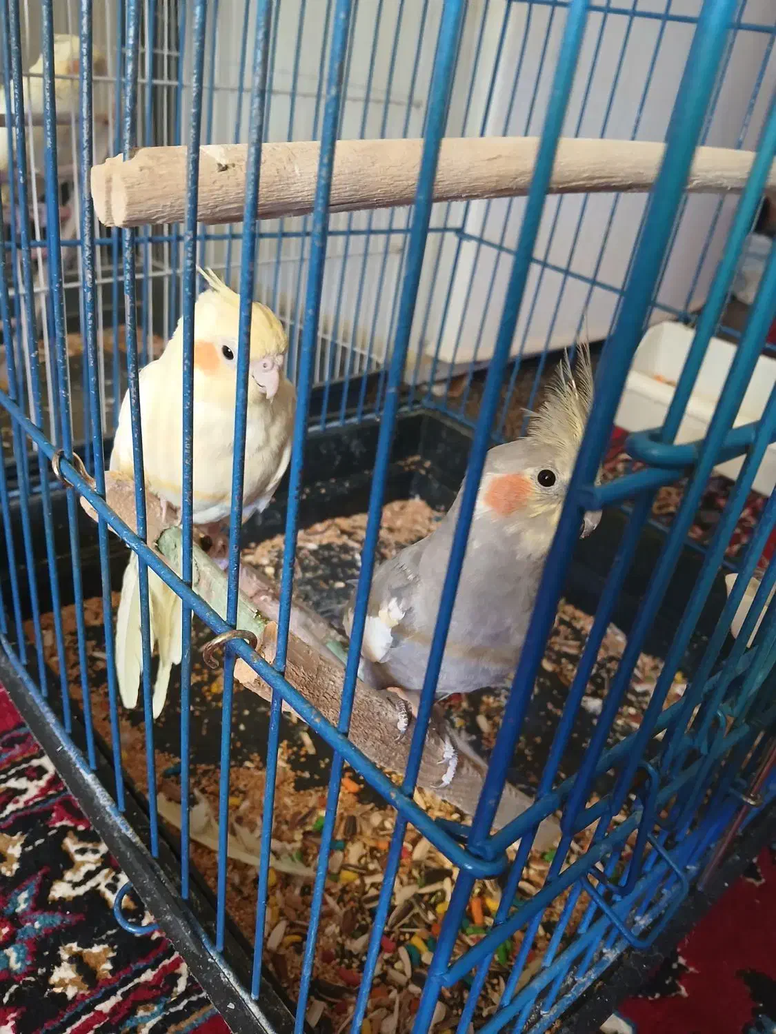 عروس هلندی|پرنده|ایوان, |دیوار