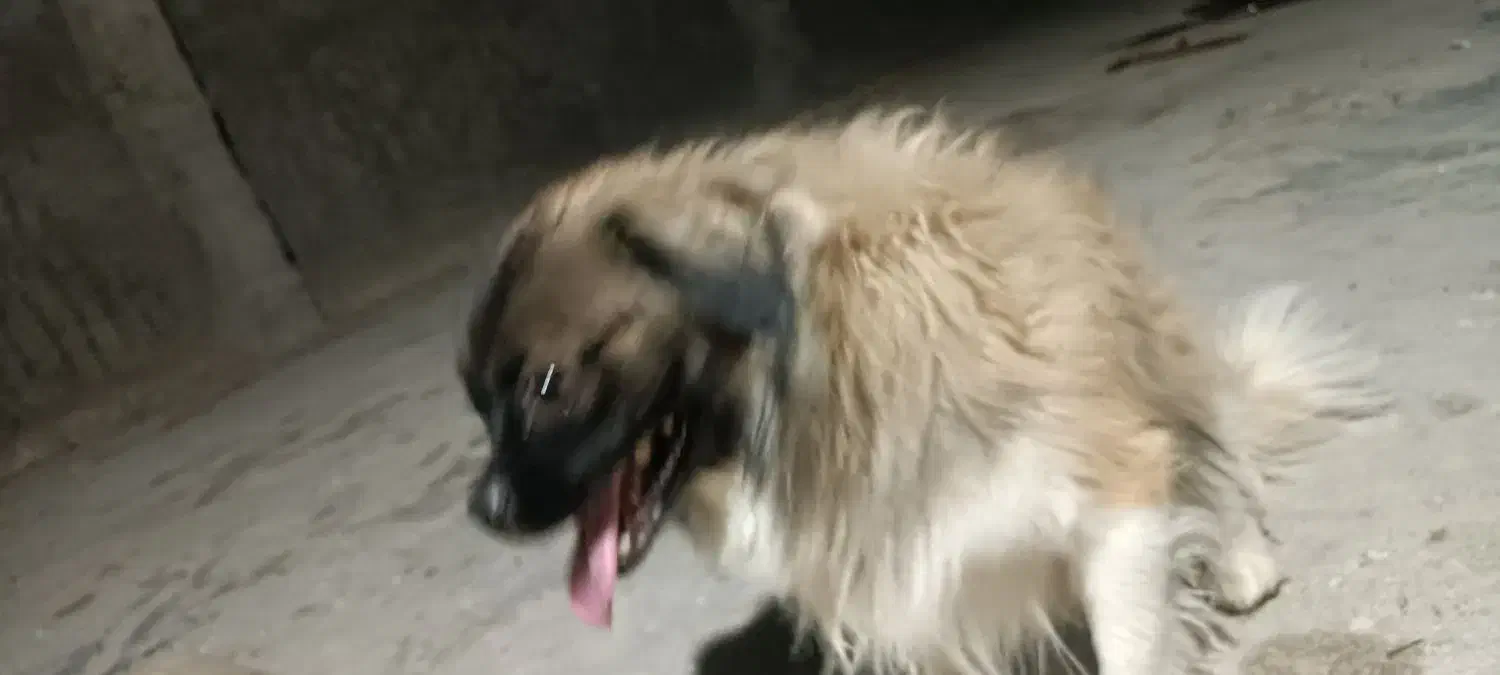 سگ تیبتان اسپانیل|سگ|بهبهان, |دیوار