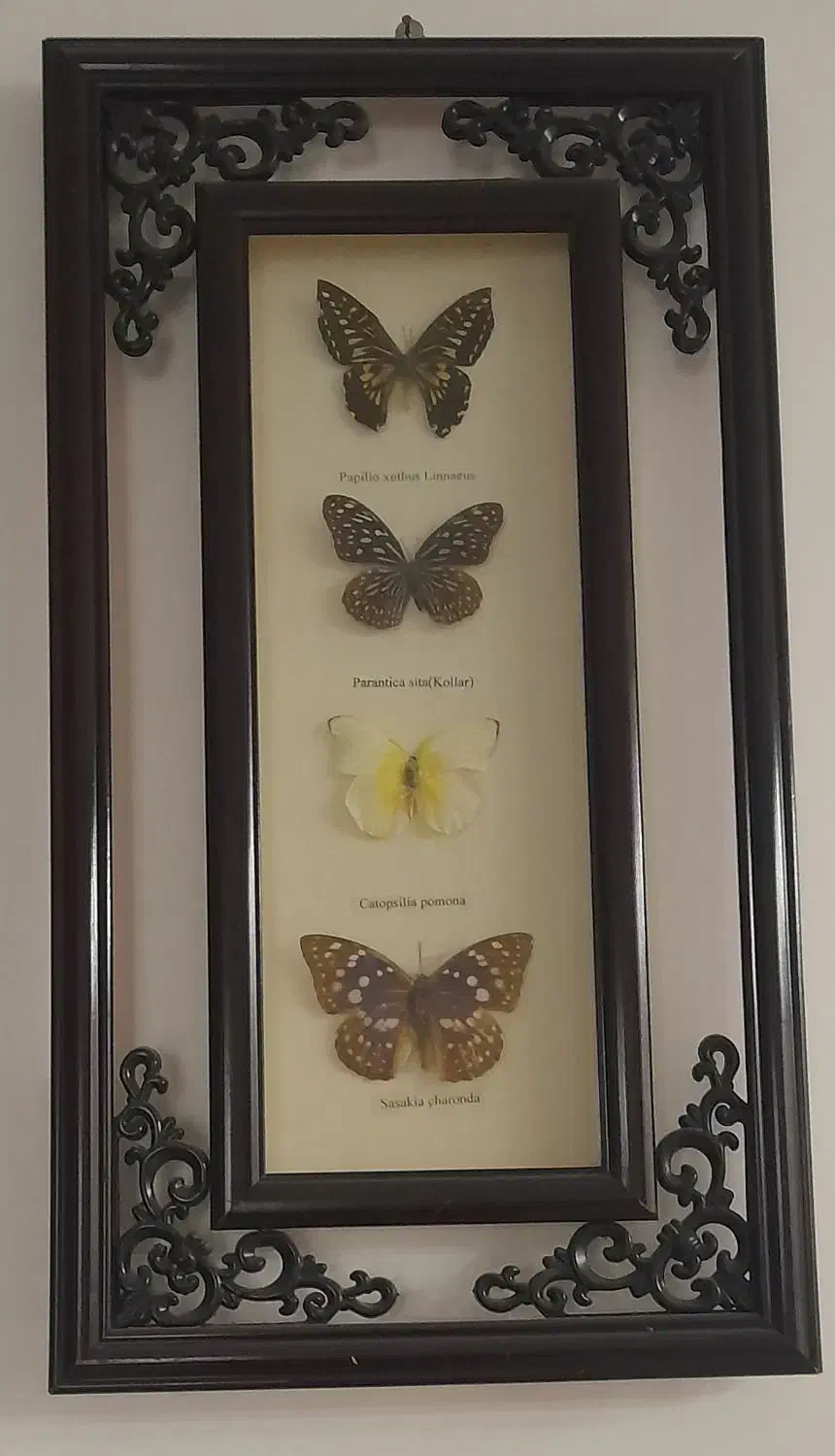 تابلو مدرن و تابلو پروانه|تابلو، نقاشی، عکس|قم, انسجام|دیوار