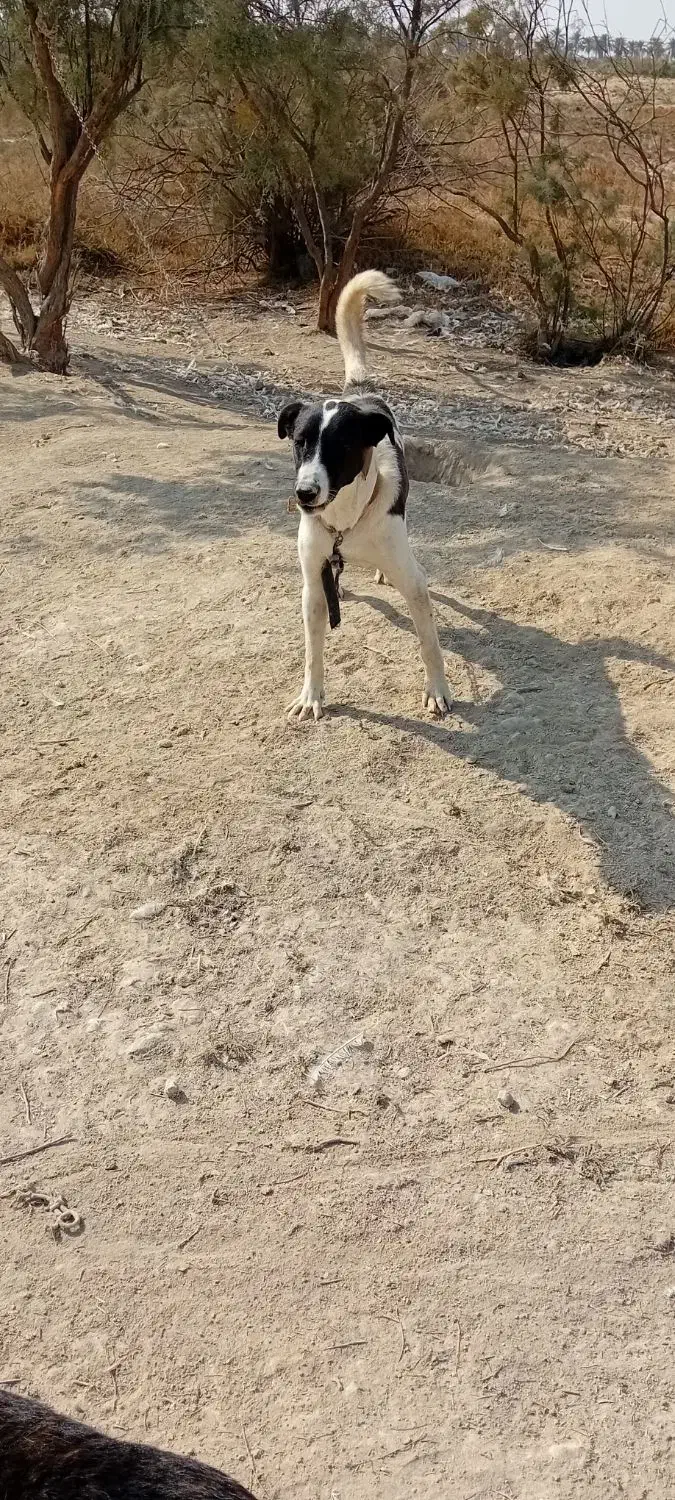 واگذاری سگ|سگ|بندر ماهشهر, |دیوار