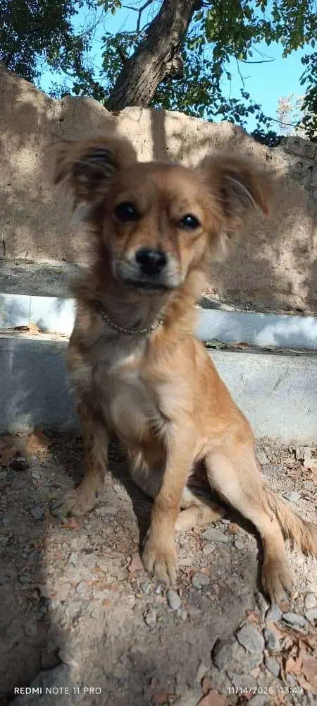 پاپی نژاد دار|سگ|نجف‌آباد, شیخ بهایی|دیوار