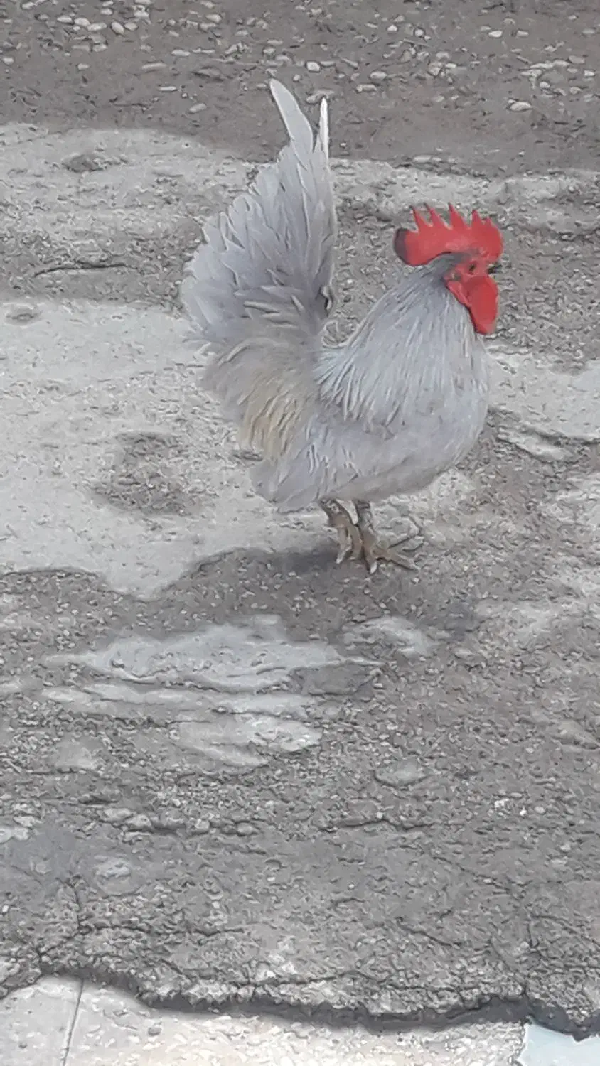 خروس چاپنیز|حیوانات مزرعه|اهواز, کیان اباد|دیوار