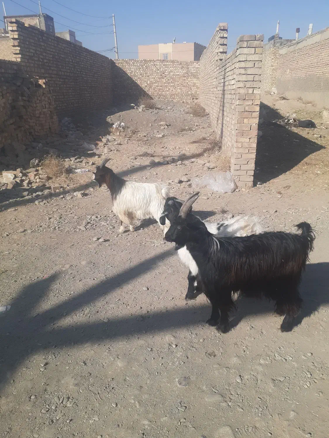 بره و بزغاله ریز|حیوانات مزرعه|نیشابور, شهید بهشتی|دیوار