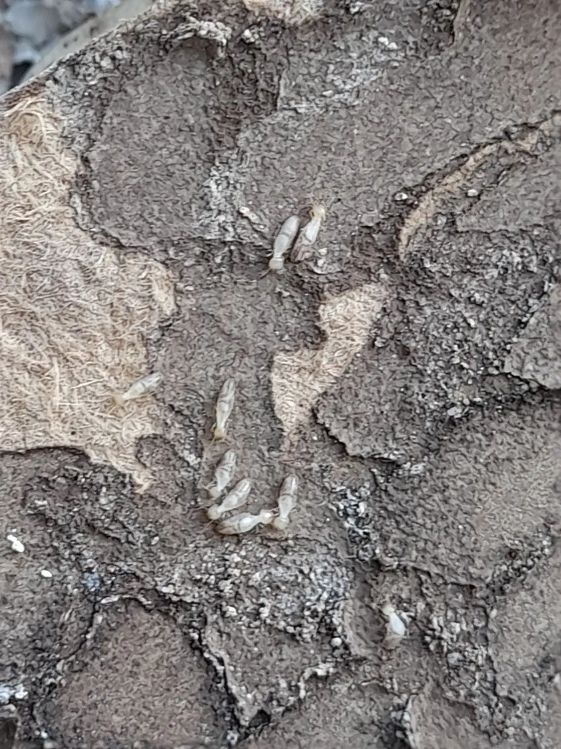 سم پاشی .سوسک کابینت.موریانه .ساس وسایر حشرات|خدمات نظافت|امیدیه, |دیوار