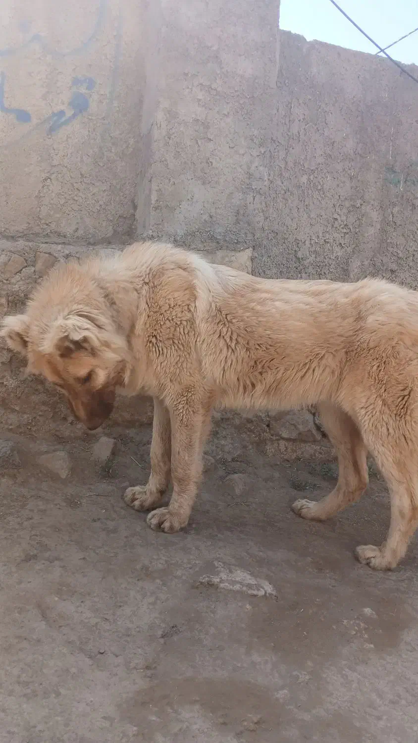 سگ سرابی نر ۱۱ماهه|سگ|خلخال, |دیوار