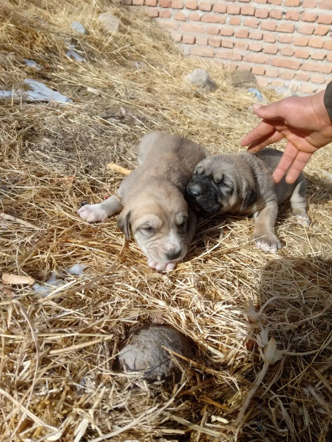 واگذاری توله سگ دورگه عراقی سرابی تضمینی|سگ|مراغه, |دیوار