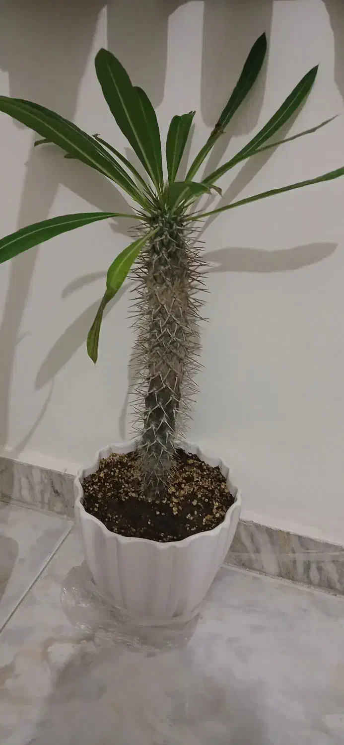 گل آپارتمانی|گل و گیاه طبیعی|فردیس, شهرک ارم|دیوار