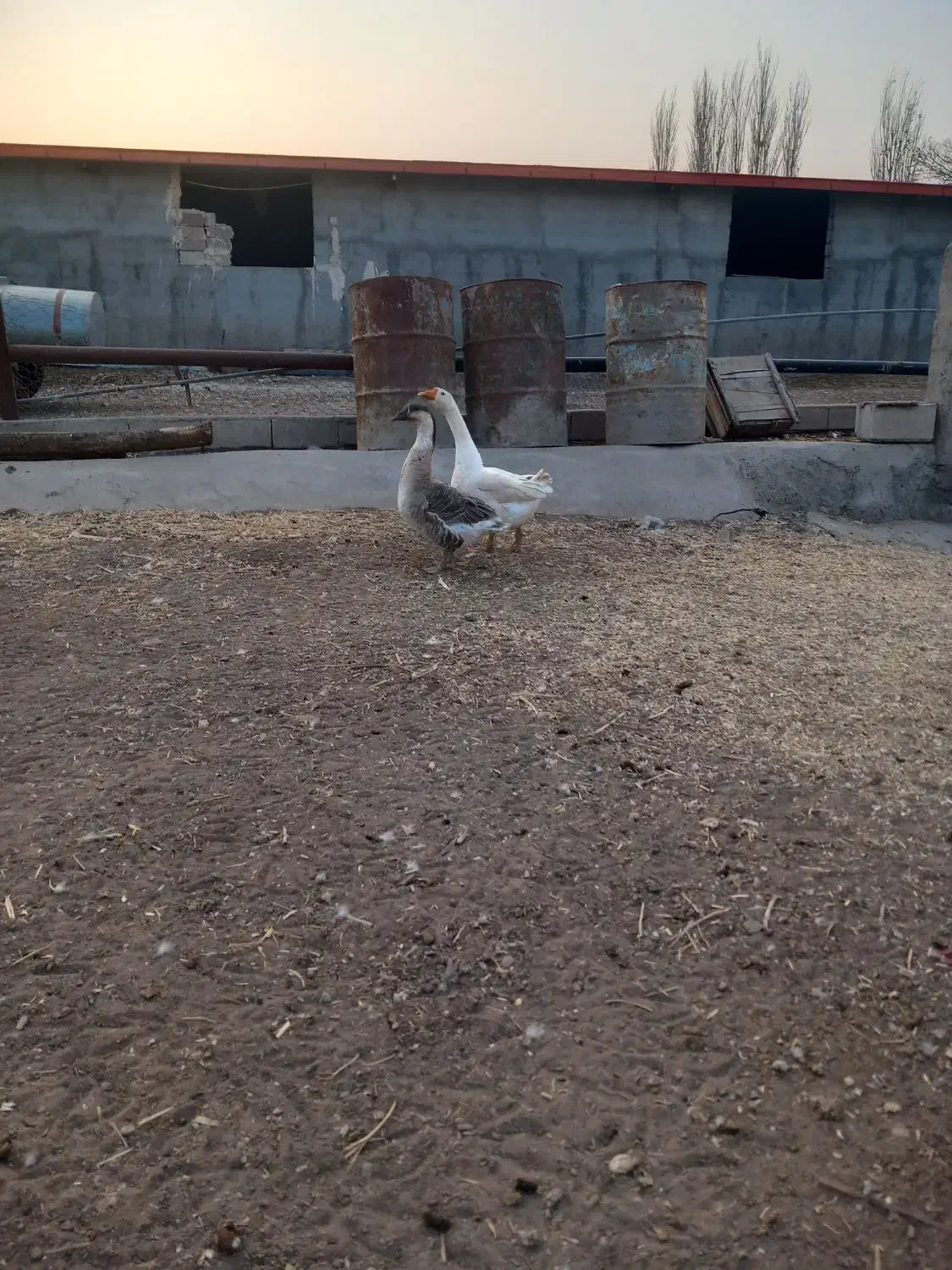 قوغاز|حیوانات مزرعه|ایواوغلی, |دیوار