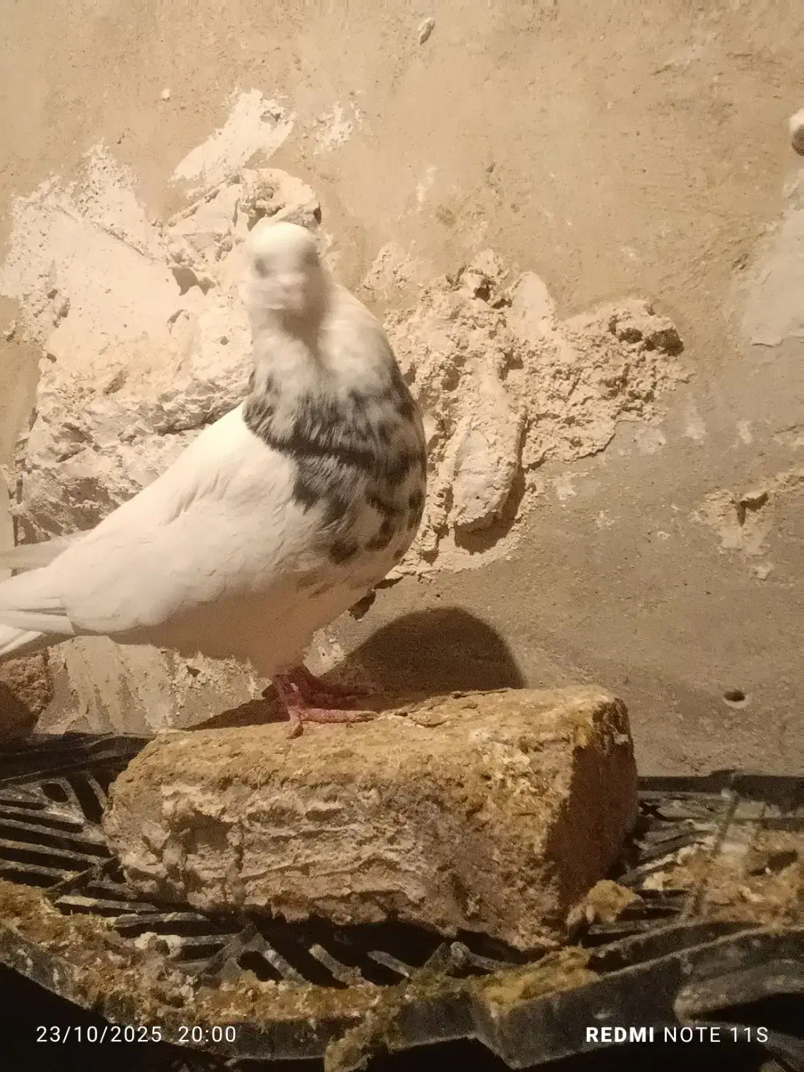 طوقی درجه یک|پرنده|اسلام‌‌آباد غرب, |دیوار