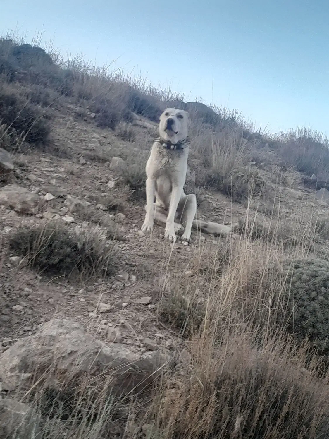 سگ گله ی|سگ|قوچان, |دیوار