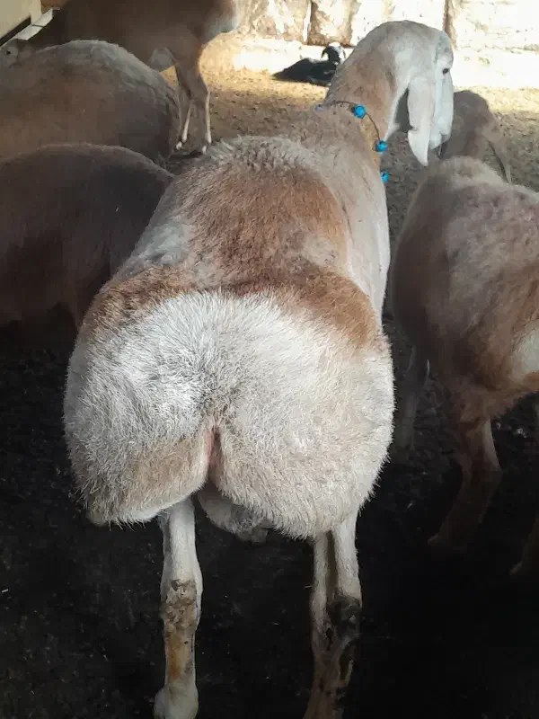 نربره چینی قوچی|حیوانات مزرعه|مینودشت, |دیوار