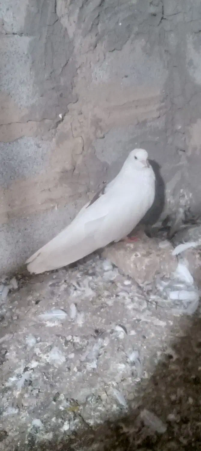 پشت خال سرخ نر|پرنده|گنبد کاووس, |دیوار