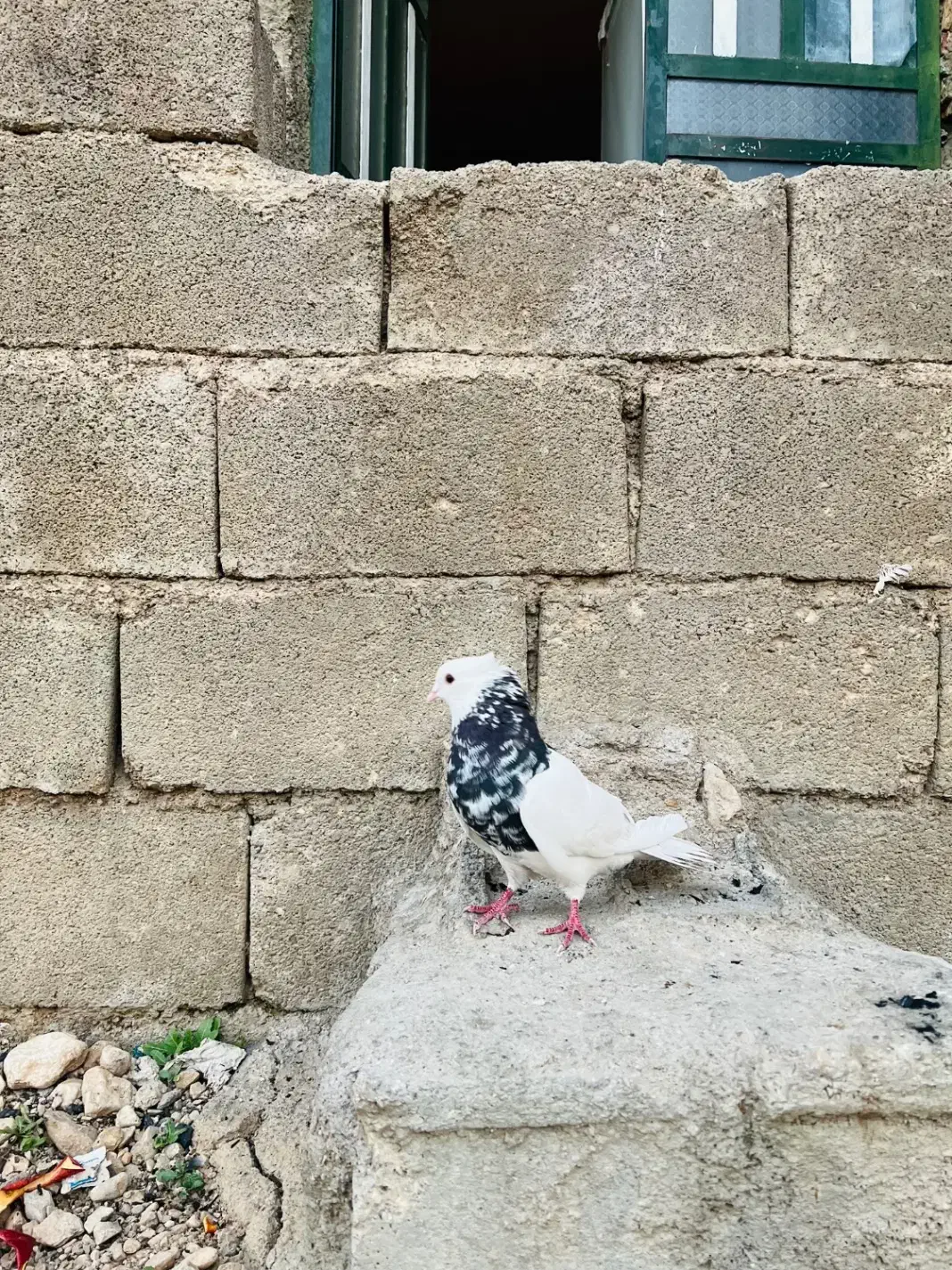 کبوتر|پرنده|یاسوج, |دیوار