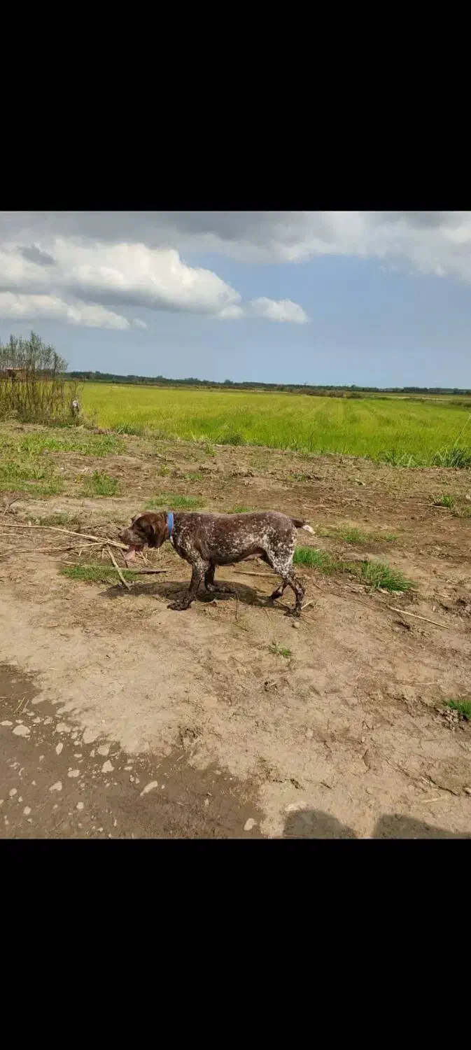 پرشین پیونتر ماده|سگ|لنگرود, |دیوار