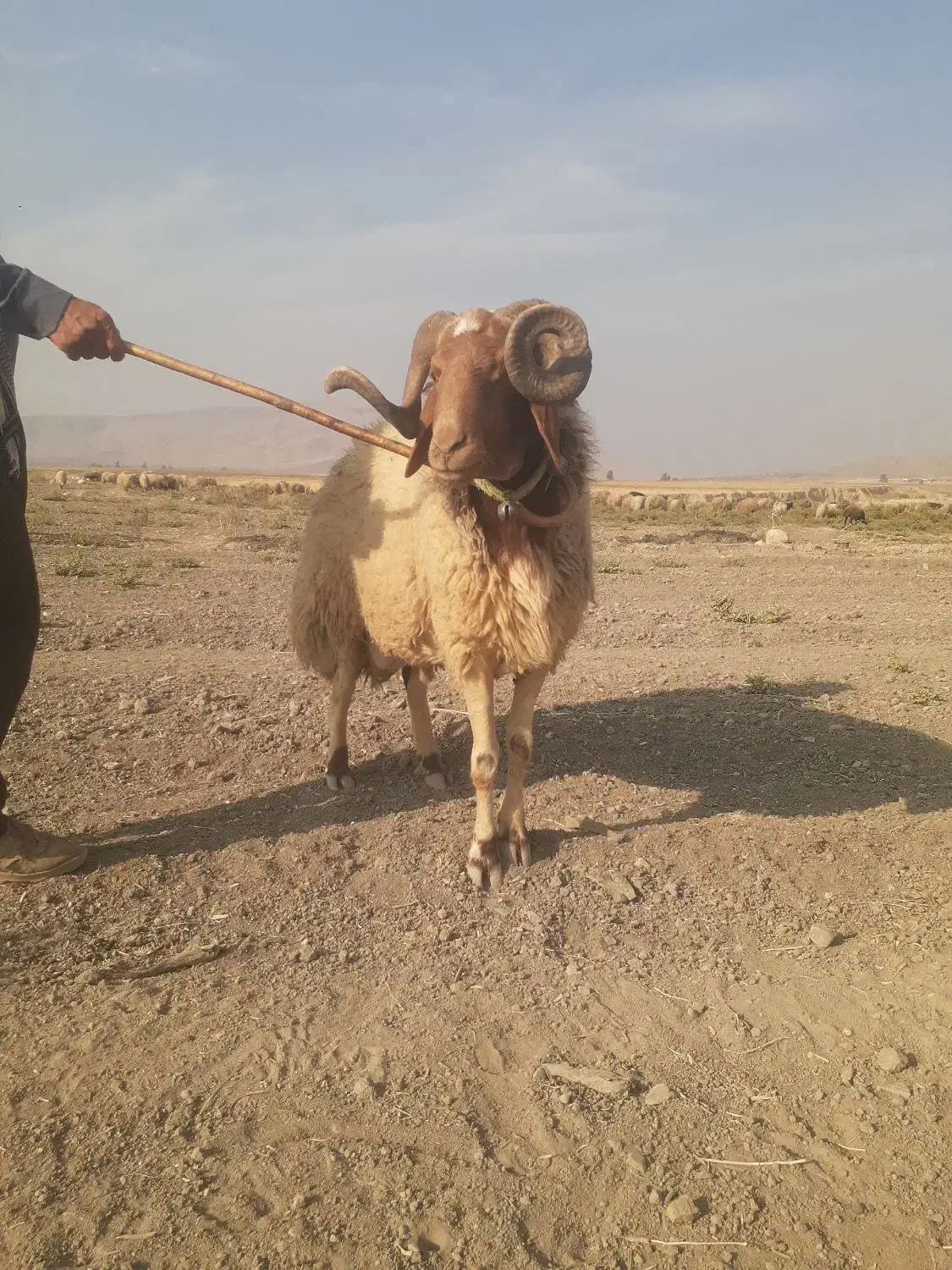 قوچ عربی داشتی|حیوانات مزرعه|سرپل ذهاب, |دیوار