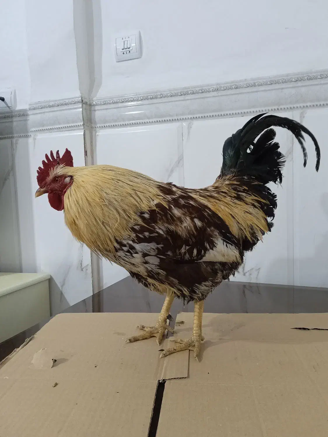 خروس محلی|حیوانات مزرعه|نسیمشهر, |دیوار