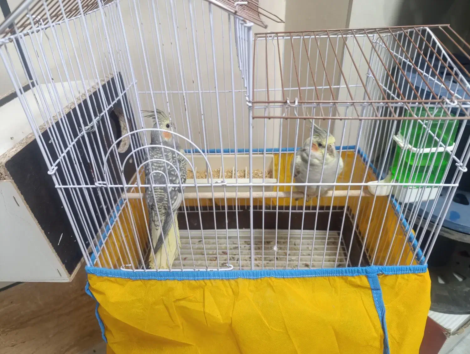 عروس هلندی و مرغ عشق|پرنده|الوند, |دیوار