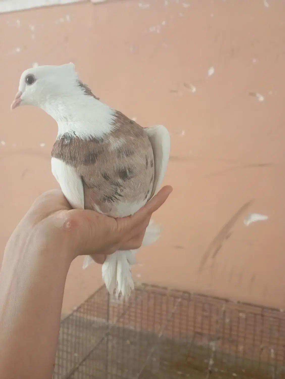 نر طوقی سرور|پرنده|زارچ, |دیوار