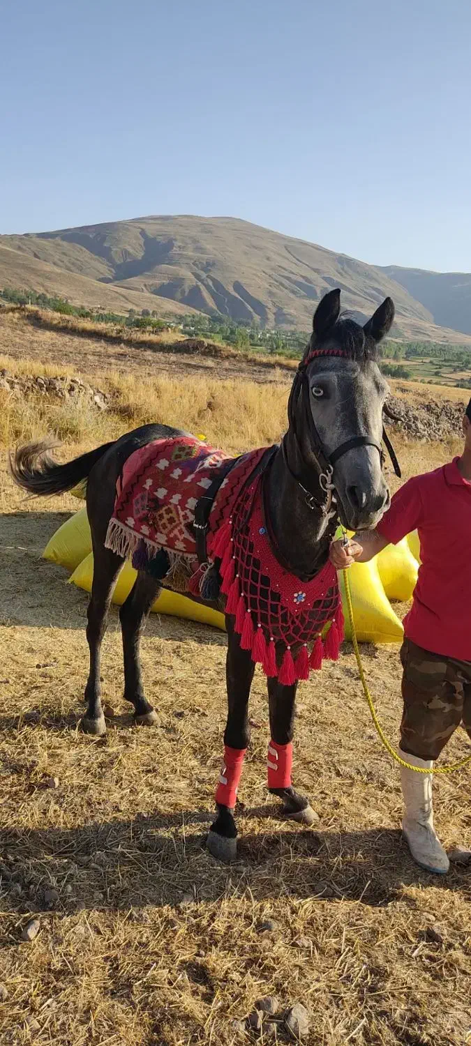 اسب مادیون|اسب و تجهیزات اسب‌سواری|اردبیل, |دیوار